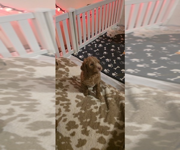 Medium Photo #3 Labradoodle mix (+ Poodle Standard) Puppy For Sale in WASILLA, AK, USA