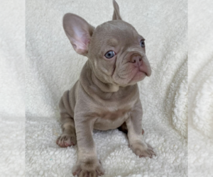 Maltipoo Puppy for sale in SACRAMENTO, CA, USA