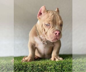 American Bulldog Puppy for sale in NORTH FORT MYERS, FL, USA