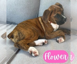Boxer Puppy for sale in FOREST CITY, NC, USA