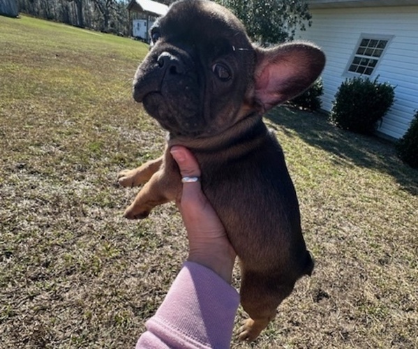 Medium Photo #8 French Bulldog Puppy For Sale in MAYO, FL, USA