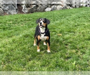 Mother of the Entlebucher Mountain Dog puppies born on 07/17/2022