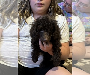 Poodle (Toy) Puppy for sale in LOVELY, KY, USA