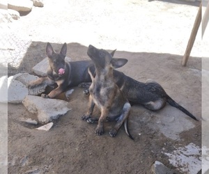 Belgian Malinois Puppy for sale in LAKE LOS ANGELES, CA, USA