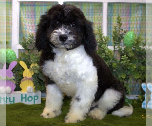 Medium Photo #1 Cavachon-Poodle (Miniature) Mix Puppy For Sale in HUTCHINSON, KS, USA