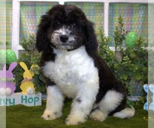 Cavachon-Poodle (Miniature) Mix Puppy for Sale in HUTCHINSON, Kansas USA