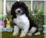 Small Photo #1 Cavachon-Poodle (Miniature) Mix Puppy For Sale in HUTCHINSON, KS, USA