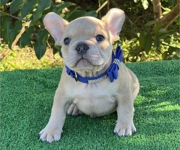 Medium Photo #1 French Bulldog Puppy For Sale in PALM BAY, FL, USA