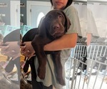 Small Photo #12 Labrador Retriever Puppy For Sale in MARIETTA, GA, USA