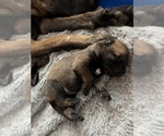 Small Photo #4 Belgian Malinois Puppy For Sale in NASHVILLE, TN, USA