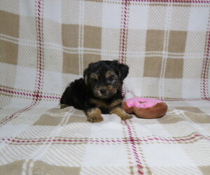 Yorkshire Terrier Puppy for sale in COOKEVILLE, TN, USA