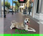 Small #2 American Staffordshire Terrier Mix