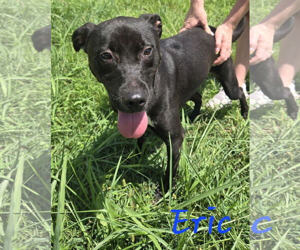 Medium Photo #2 Mutt Puppy For Sale in Jackson, MS, USA