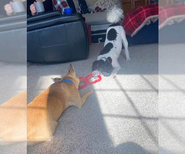 Medium Photo #8 Mutt Puppy For Sale in Kennesaw, GA, USA