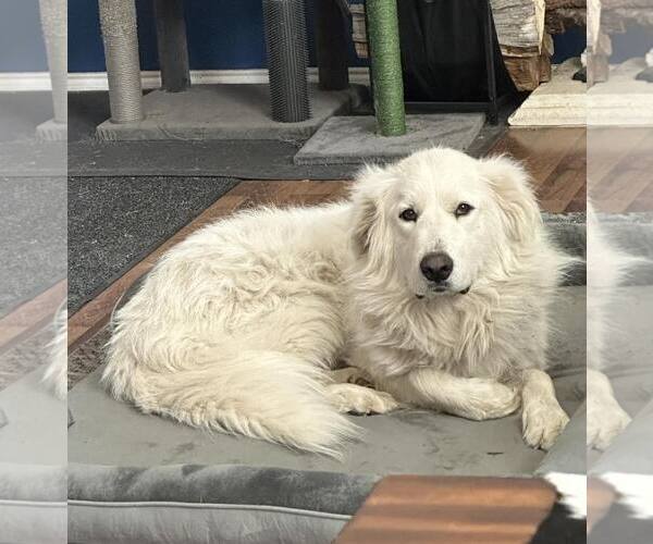 Medium Photo #5 Great Pyrenees Puppy For Sale in Dallas, TX, USA