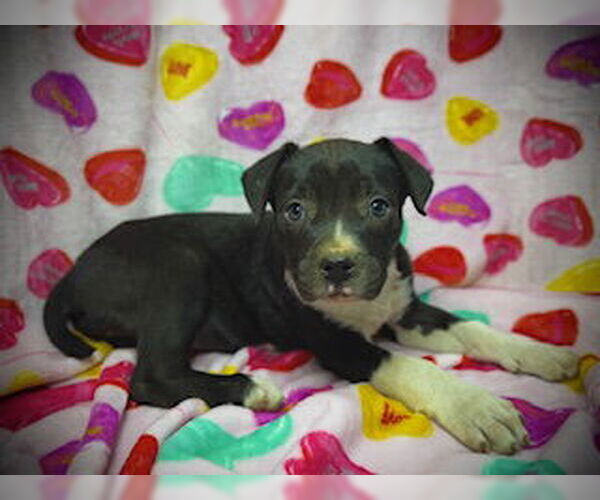 Medium Photo #2 Bulldog-Labrador Retriever Mix Puppy For Sale in Pleasanton, TX, USA