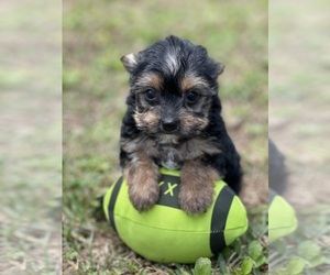 Yorkshire Terrier Puppy for Sale in MIAMI, Florida USA