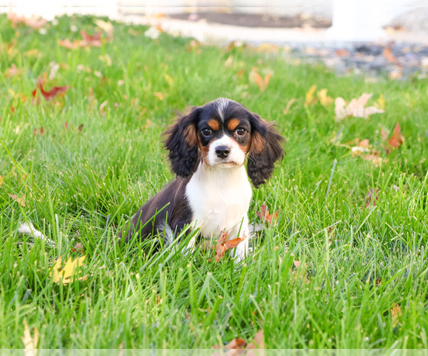 Medium Photo #1 Cavalier King Charles Spaniel Puppy For Sale in SYRACUSE, IN, USA