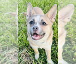 Small #2 Chihuahua Mix