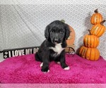 Small #2 Golden Mountain Dog