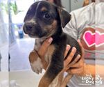 Small #3 Labrador Retriever Mix