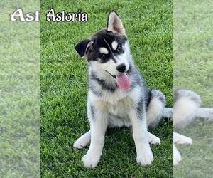 Siberian Husky Puppy for sale in MADERA, CA, USA