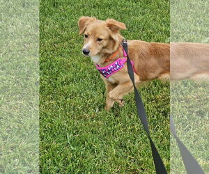 Golden Retriever-Unknown Mix Dogs for adoption in Plainfield, IL, USA