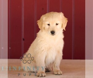 Golden Retriever Puppy for sale in MANHEIM, PA, USA