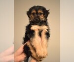 Small Photo #4 Maltese Puppy For Sale in IRVINE, CA, USA