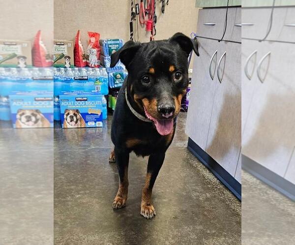 Medium Photo #4 Rottweiler-Unknown Mix Puppy For Sale in Rockwall, TX, USA