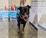 Small #3 Rottweiler Mix
