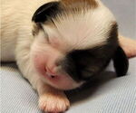 Puppy Patches Shih Tzu