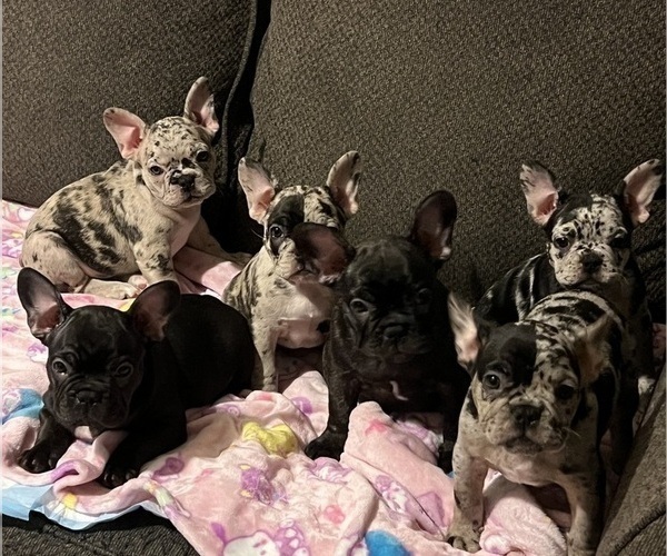 Medium Photo #7 French Bulldog Puppy For Sale in OCALA, FL, USA