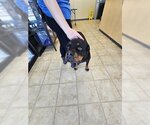 Small Rottweiler