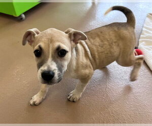 Mutt Dogs for adoption in Plano, TX, USA