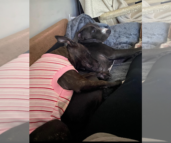 Medium Photo #8 Staffordshire Bull Terrier-Unknown Mix Puppy For Sale in Holly Springs, NC, USA