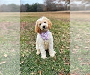 Goldendoodle Puppy for sale in CHESNEE, SC, USA