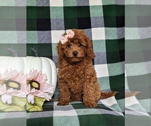 Cavapoo Puppy for sale in CHRISTIANA, PA, USA