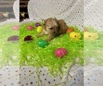 Small Photo #15 Yorkshire Terrier Puppy For Sale in HOLLAND, TX, USA