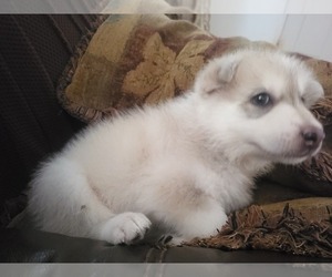 Siberian Husky-Timber Wolf Mix Puppy for sale in BROWNSVILLE, TX, USA