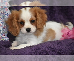 Small #1 Cavalier King Charles Spaniel