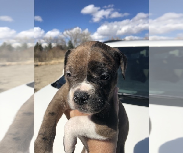 Medium Photo #4 Alapaha Blue Blood Bulldog Puppy For Sale in HARDIN, MT, USA