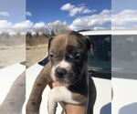 Small Photo #4 Alapaha Blue Blood Bulldog Puppy For Sale in HARDIN, MT, USA