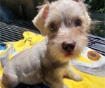 Small Photo #3 Schnauzer (Miniature) Puppy For Sale in BRYANT, AL, USA
