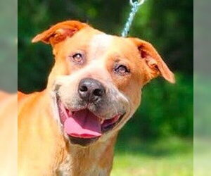 Mutt Dogs for adoption in Canton, CT, USA