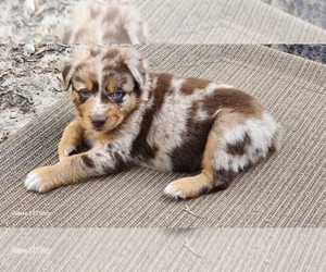 Australian Shepherd Puppy for Sale in FLORESVILLE, Texas USA