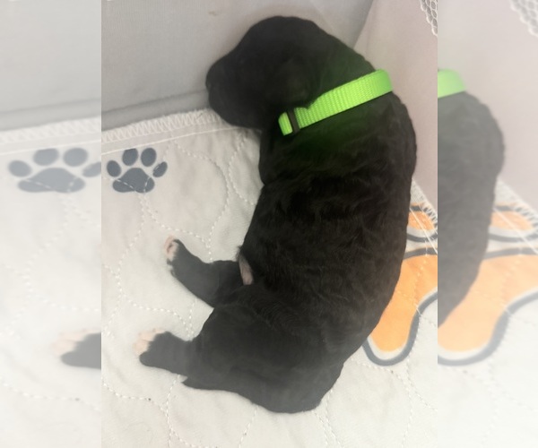 Medium Photo #67 Aussiedoodle-Bernedoodle Mix Puppy For Sale in BELTON, SC, USA