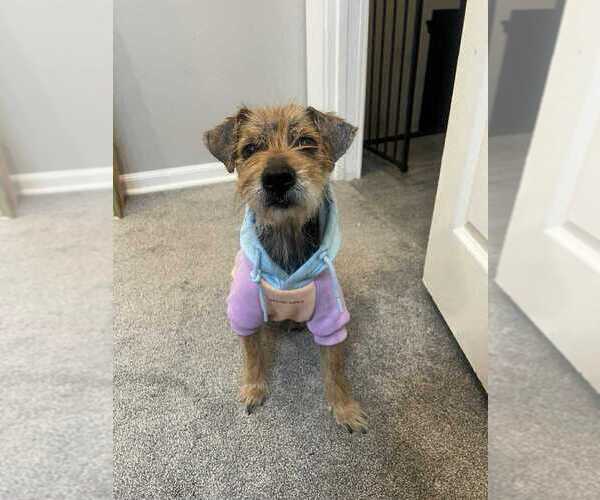 Medium Photo #1 Mutt Puppy For Sale in Springdale, PA, USA