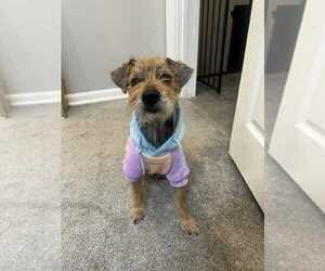 Mutt Dogs for adoption in Springdale, PA, USA