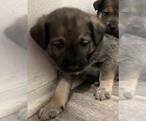 Mutt Dogs for adoption in Dana Point, CA, USA